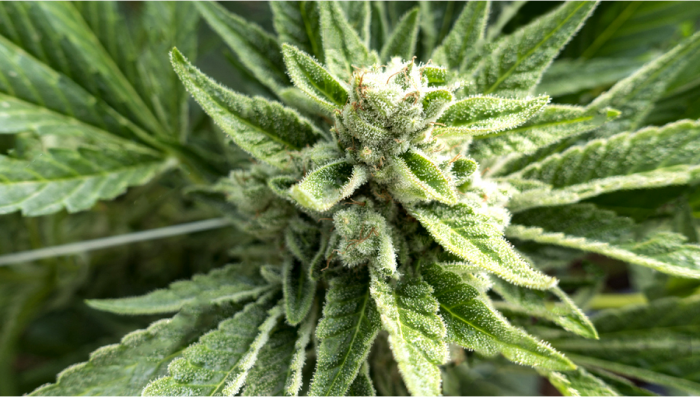 Wie produziert man Cannabis-Samen? - Fast Buds Autoflowering Hanfsamen