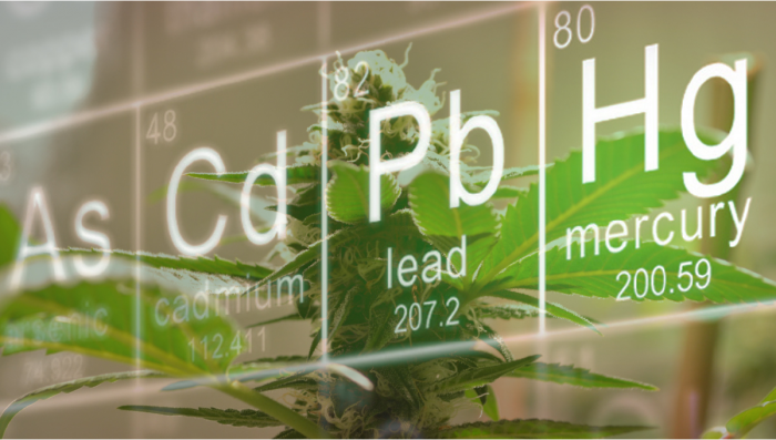 The Dangers Of Heavy Metals In Cannabis Products 