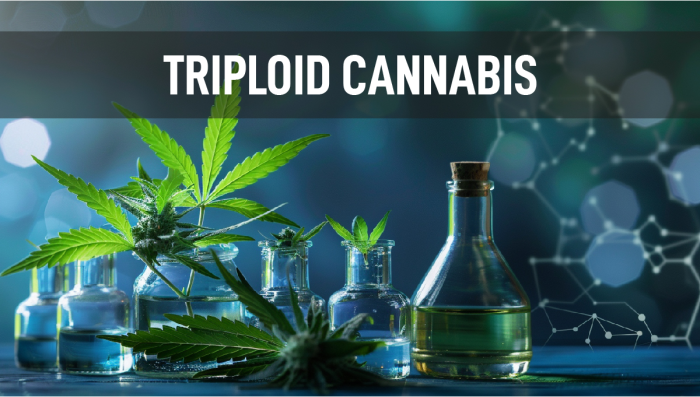 The Potential of Triploid Genetics in Revolutionizing the Cannabis Industry