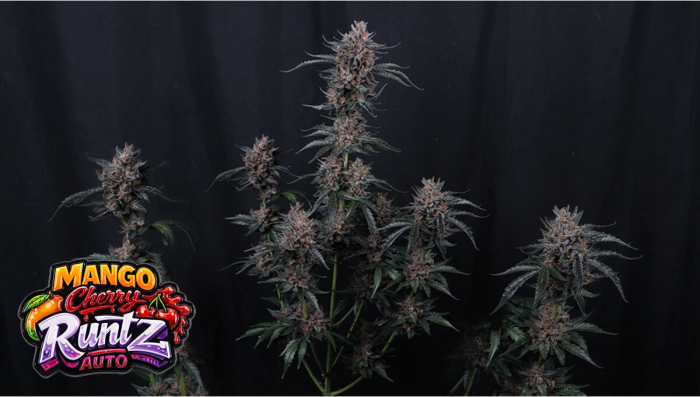 Mango Cherry Runtz Auto: Line Development Overview