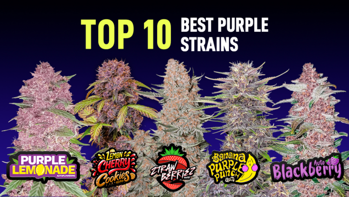 Top 10 Best Purple Strains | Fast Buds