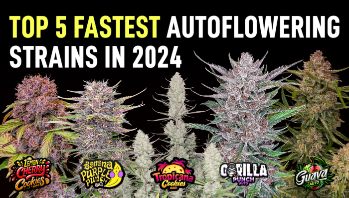 The Top 5 Fastest Growing Autoflower Strains | Fast Buds