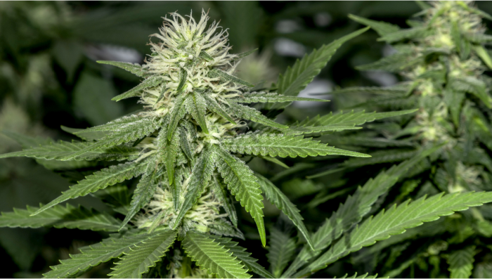 Marijuana legale negli Usa, l'onda verde avanza e sfonda per la prima volta  nel midwest