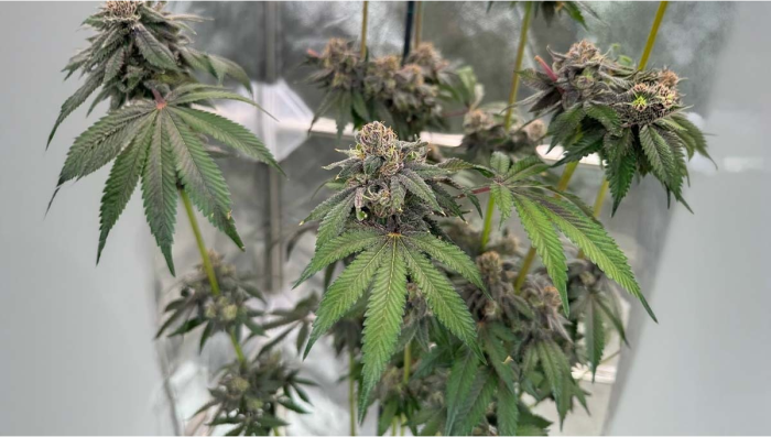 Lemon Cherry Runtz BX1 Final Tests NextLevel Terps