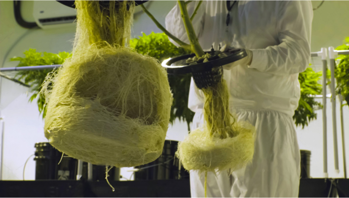 Mastering Biological Pest Control in Hydroponic Systems