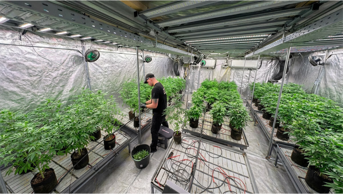 Original Amnesia Breeding Project Enters Key Selection Phase