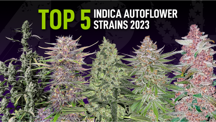 The Top 5 Best Indica Autoflower Strains | Fast Buds