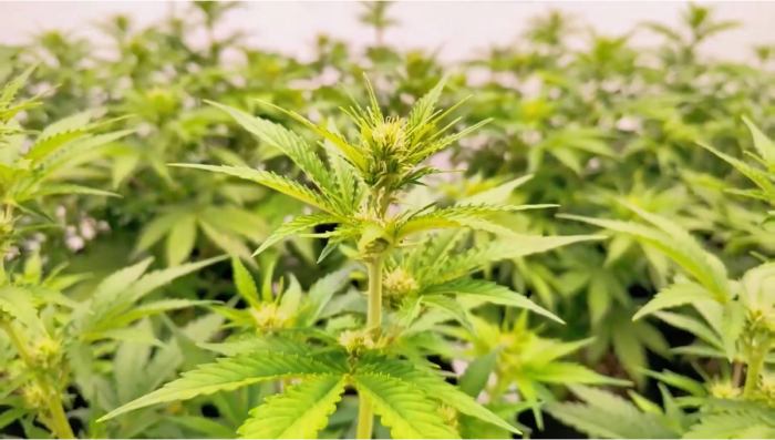 Apricot Auto: Onze Meest Stabiele Batch Tot Nu Toe