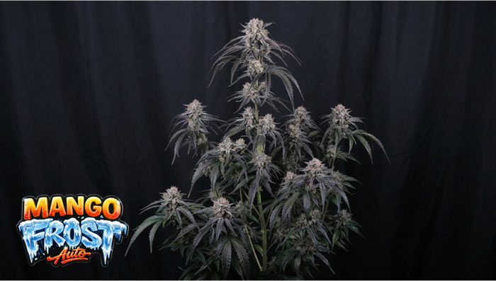 Mango Frost Auto: Terpenos Tropicais Envoltos em Potência Gelada