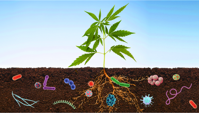 Benefícios dos microorganismos no seu Jardim de Cannabis