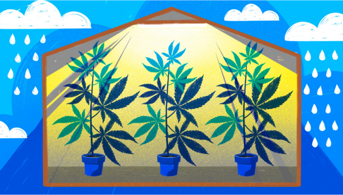 A Beginners Guide On How To Grow Weed Outdoors