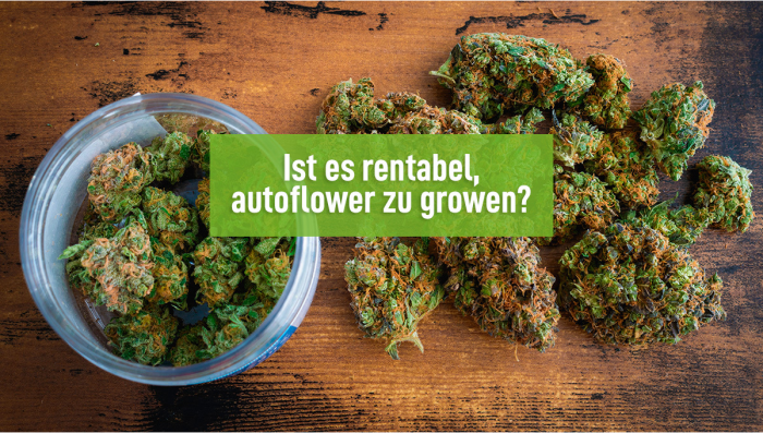 Lohnt Es Sich, Autoflowers Kommerziell Zu Growen? - Fast Buds ...