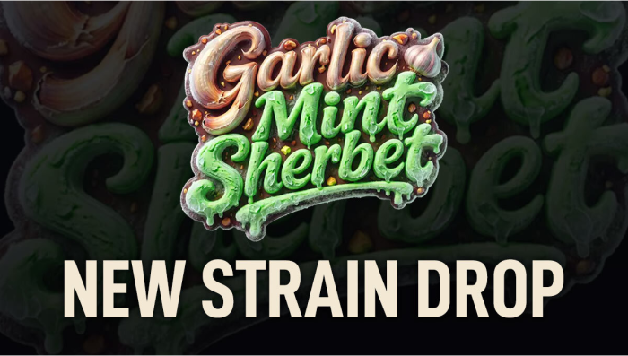 LANÇAMENTO de Nova Strain: Garlic Mint Sherbet™
