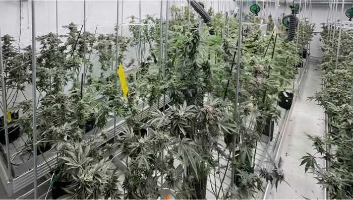 Possible Next Gen Breeding Projects: 2026 Pheno Hunting