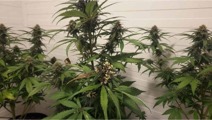 Tek Bitkiden Polen Ekstraksiyonu Kaynanda Hassasiyet