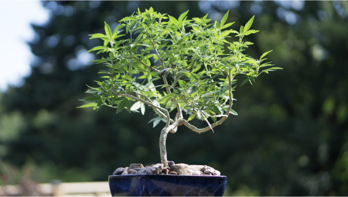 Comment cultiver un bonsaï