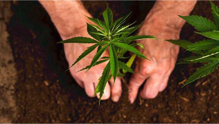 5 factores para escoger tu semilla de marihuana