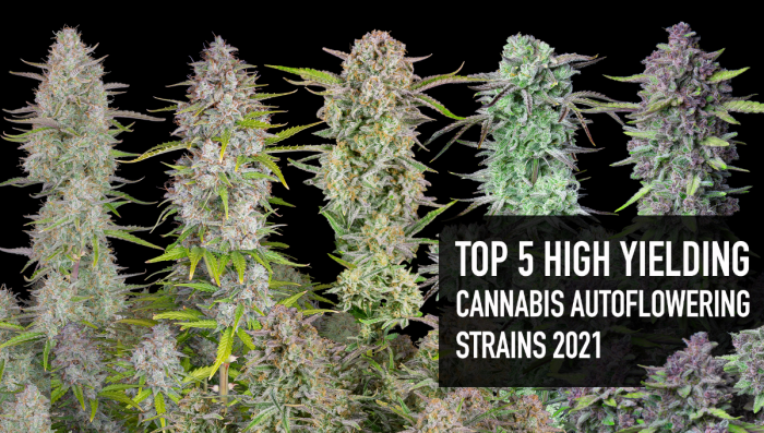 Top 5 Estirpes de Cannabis Autoflorescente de Alto Rendimento 2021