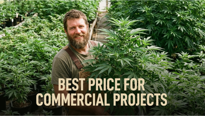 Special Price For Big Scale Growers