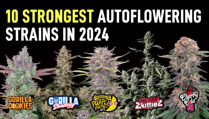 Top 10 Strongest Cannabis Autoflowering Strains In 2024 - Highest THC ...