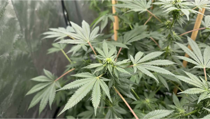 Z42: Полный процесс фотопериодного выращивания