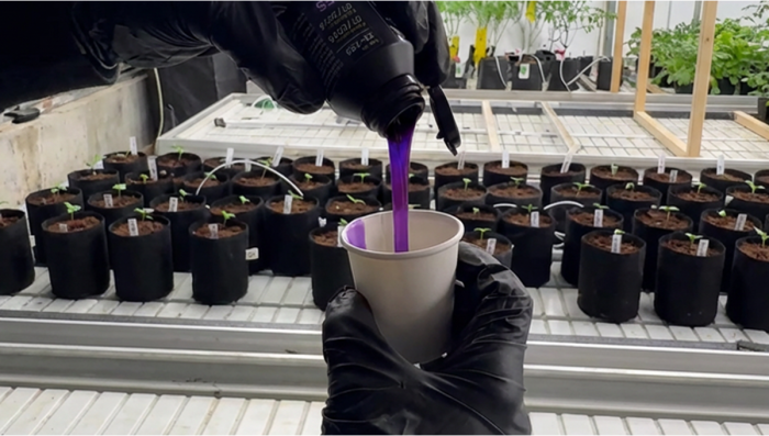 How We Make Clones at Our Breeding Facilities