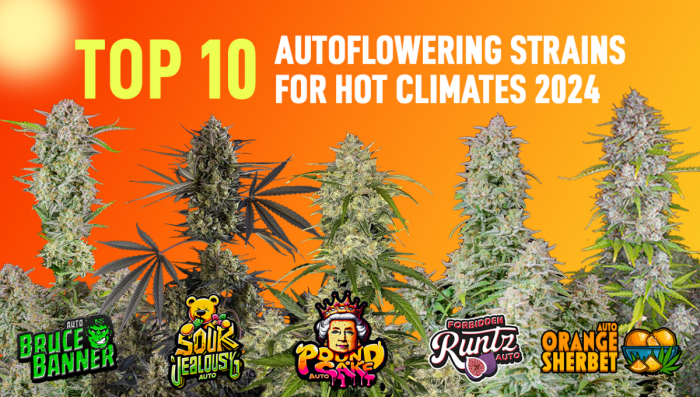 10 Best Autoflowering Strains For Hot Climates 2024 | Fast Buds