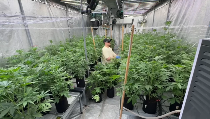 Lemon Cherry Cookies Auto Selection Update