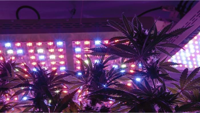Podes Cultivar Autoflorescentes Com LEDs?