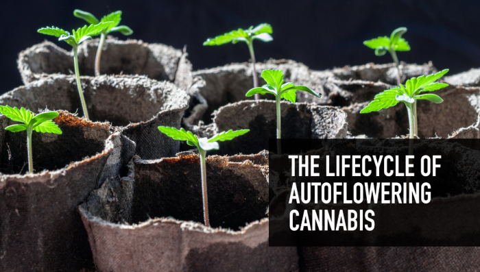 The Lifecycle Of The Autoflowering Cannabis Plant - Fast Buds ...