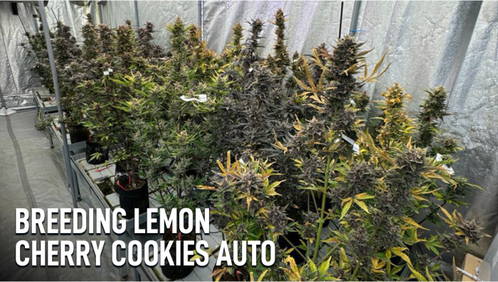 Lemon Cherry Cookies Auto का नया संस्करण