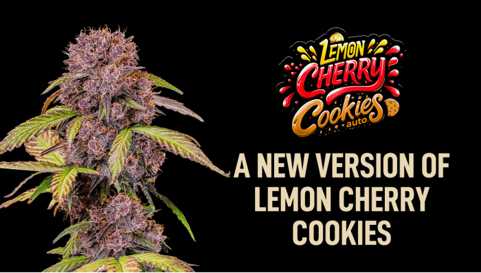 New Version of Lemon Cherry Cookies Auto