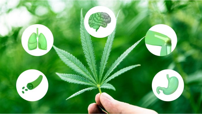 5 Benefici per la salute del consumo di cannabis commestibile - Semi di  Cannabis Autofiorenti Fast Buds