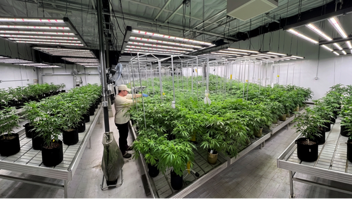 Managing Backup Clones After the Phenohunt