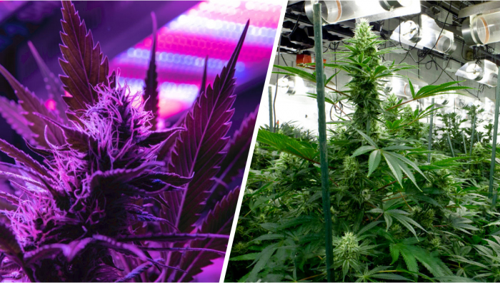 Indoor-Lampen für Cannabis: LED vs HID-Glühbirnen - Fast Buds Autoflowering  Hanfsamen