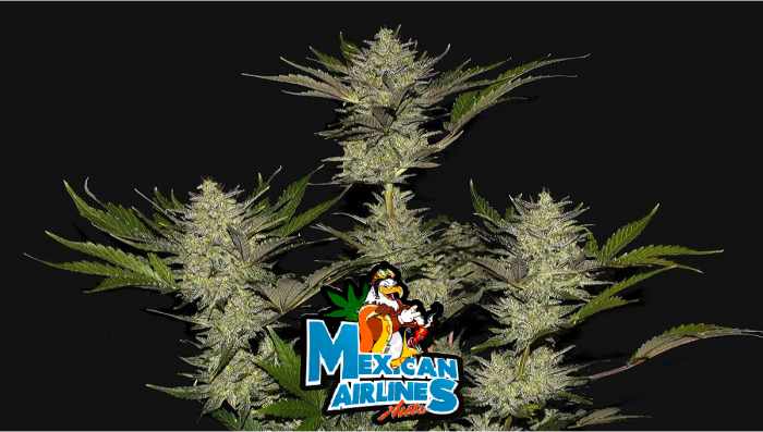 Collectable Seeds-Autoflowering seeds - Fast Bud - FAST BUDS- MEXICAN AIRLINES  AUTO - 1 SEED - Idrogrow