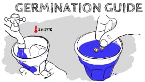 Guía de Germinación de Fast Buds