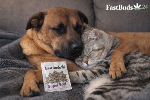 Fast Buds Community Meme #532