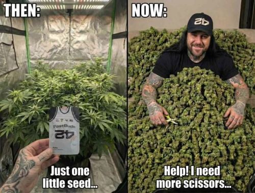 Fast Buds Community Meme #534