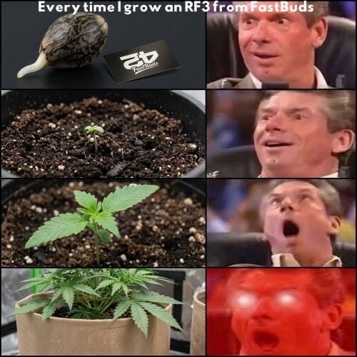 Fast Buds Community Meme #541