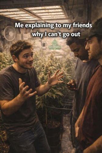 Fast Buds Community Meme #564