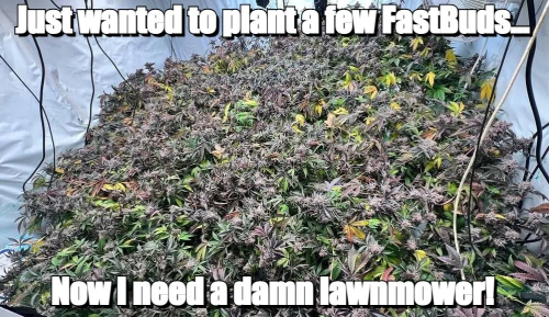 Fast Buds Community Meme #477