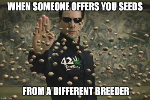 Fast Buds Community Meme #530