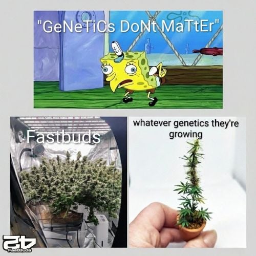 Fast Buds Community Meme #528