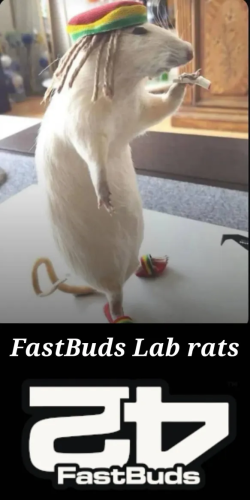 Fast Buds Community Meme #451