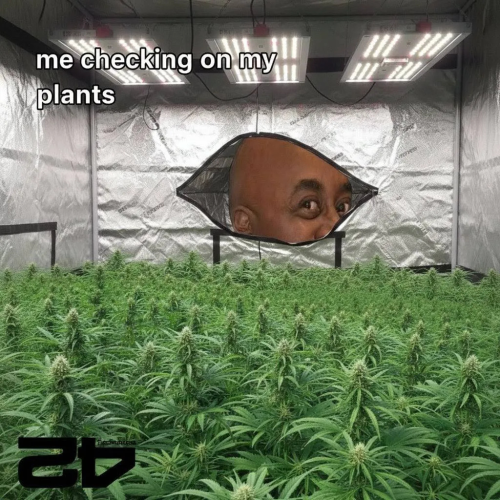 Fast Buds Community Meme #518