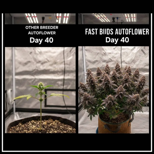 Fast Buds Community Meme #517