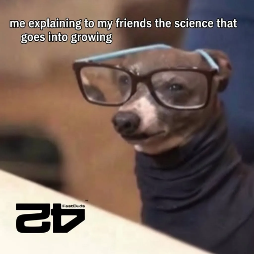 Fast Buds Community Meme #519