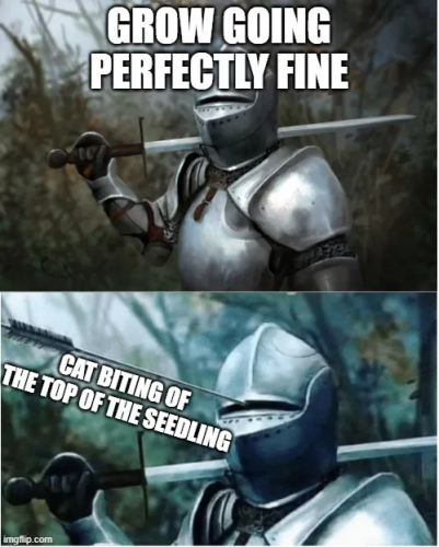 Fast Buds Community Meme #454