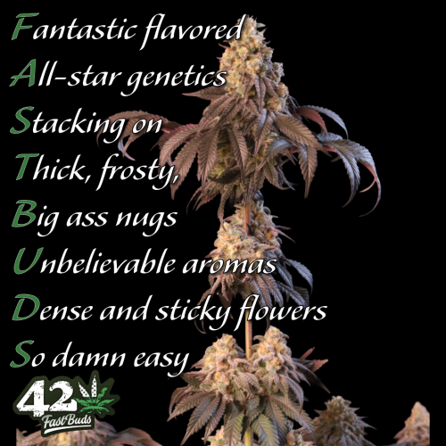 Fast Buds Community Meme #479